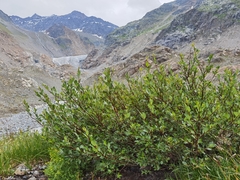 Salix hegetschweileri