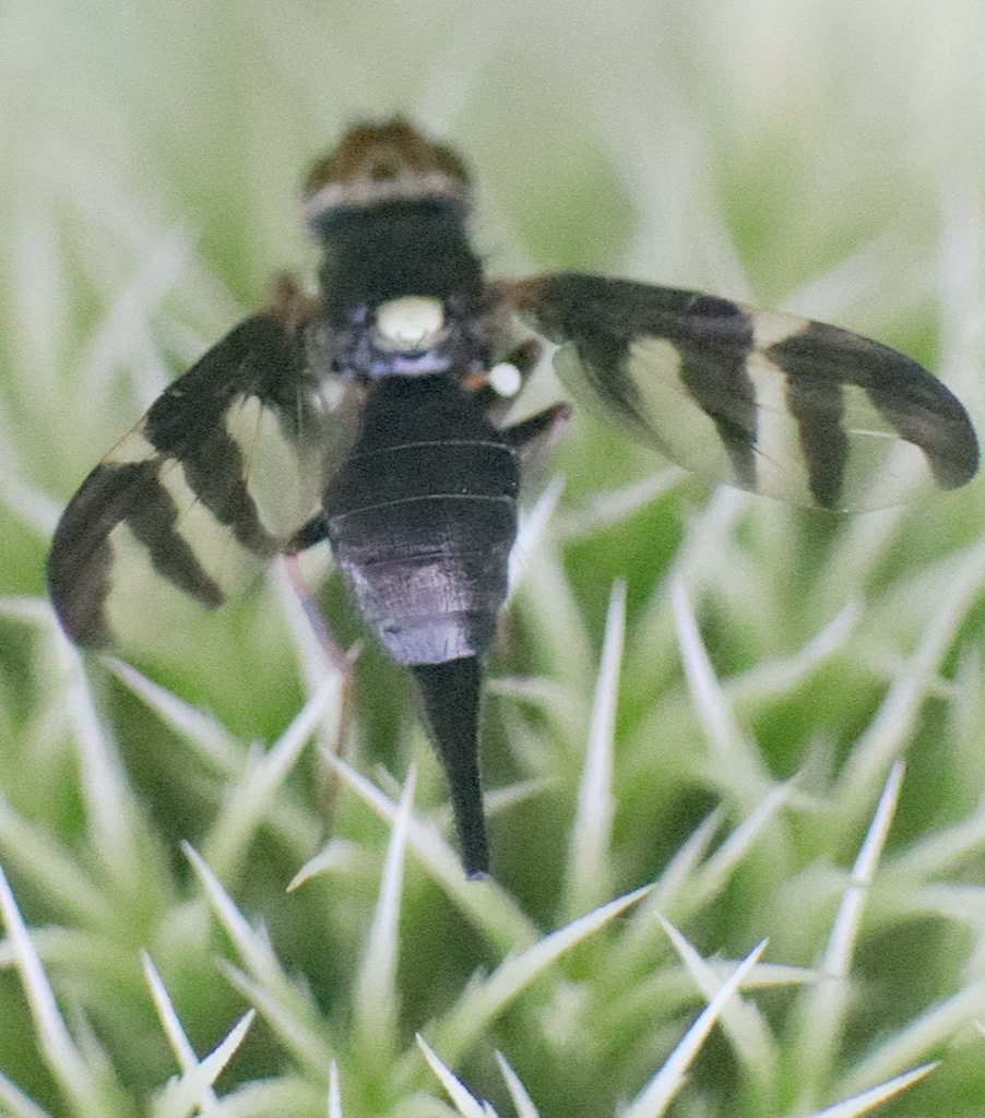 Urophora dzieduszyckii