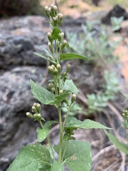 Ageratina occidentalis