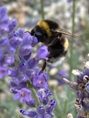 Bombus