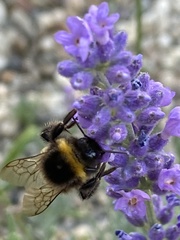 Bombus