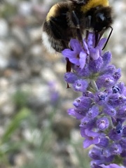 Bombus