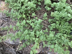 Ageratina occidentalis