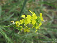 Erysimum canum