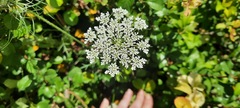 Daucus carota