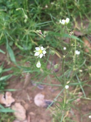 Spergula