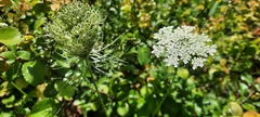 Daucus carota