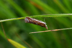 Ancylosis cinnamomella