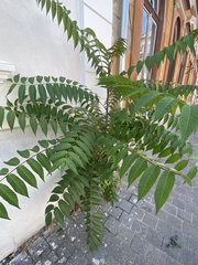 Ailanthus altissima