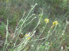 Tragopogon ucrainicus