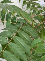 Ailanthus altissima