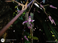 Oncidium incurvum