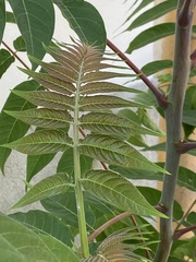 Ailanthus altissima