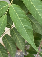 Ailanthus altissima