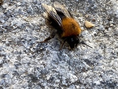 Bombus hypnorum