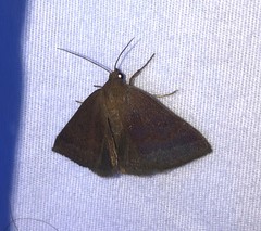 Argyrostrotis deleta