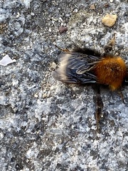 Bombus hypnorum