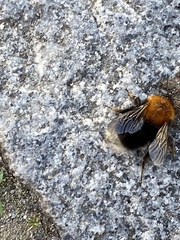Bombus hypnorum