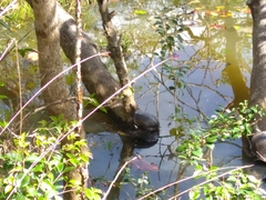 Trachemys stejnegeri