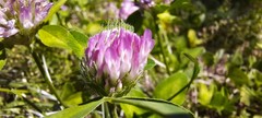 Trifolium pratense