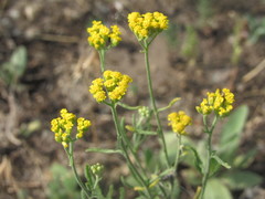 Achillea micrantha