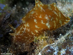 Aplysia depilans