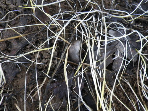 Limacidae