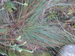 Schoenus quadrangularis