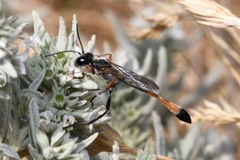 Ammophila heydeni