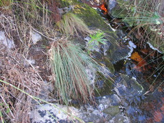 Schoenus quadrangularis