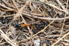 Ammophila heydeni