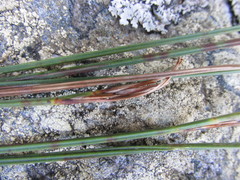 Schoenus quadrangularis