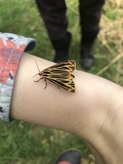 Apantesis virguncula