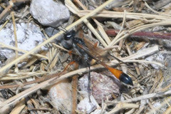 Ammophila heydeni