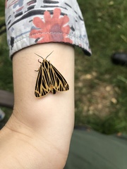 Apantesis virguncula