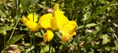 Lotus corniculatus