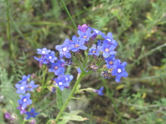Anchusa gmelinii
