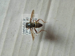 Spilomyia manicata