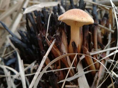Gymnopilus maritimus image