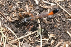 Ammophila heydeni