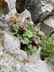Heuchera pulchella