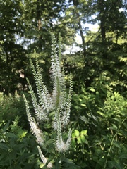 Veronicastrum