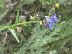Anchusa gmelinii