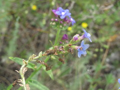 Anchusa gmelinii