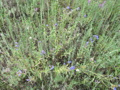Anchusa gmelinii