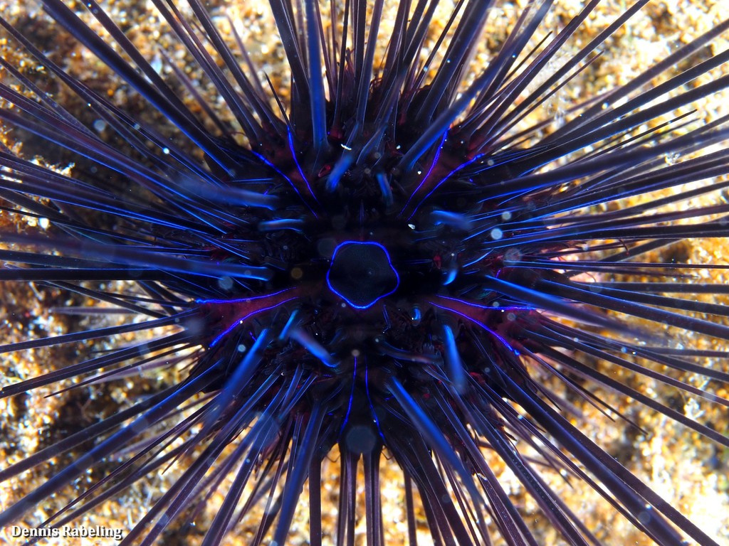 Diadema africanum