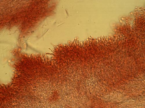 Gymnopilus maritimus image