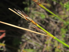 Schoenus neovillosus