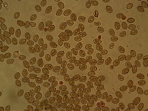 Gymnopilus maritimus image