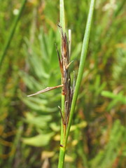 Schoenus neovillosus